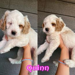 Bernedoodle Puppies from Over the Moon Poodles and Doodles