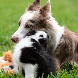 Border Collie Puppies from High Point Border Collies