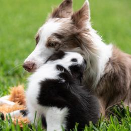 Border Collie Puppies from High Point Border Collies