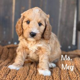 Meg - Cream female Goldendoodle puppy in Sacramento, California from Dandy Doodles Goldendoodles