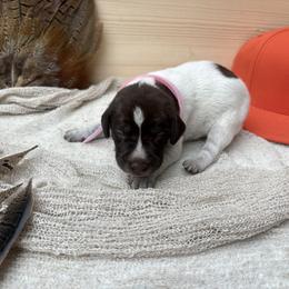 Pink - Liver roan female German Shorthaired Pointer puppy in Roodhouse, Illinois from Hurricane Creek Gun Dogs