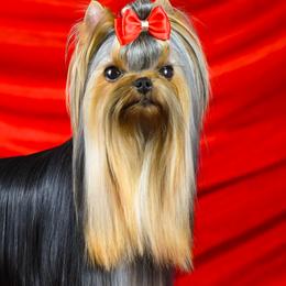 Yorkshire Terriers from Yorkie Manor Country Club