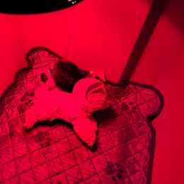 Pomeranian puppies from Purple Diamonds Kennel