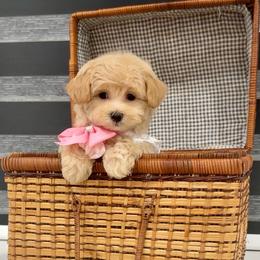 Apple Pie - Apricot female Maltipoo puppy in Spring, Texas from GlamPaw Maltipoos