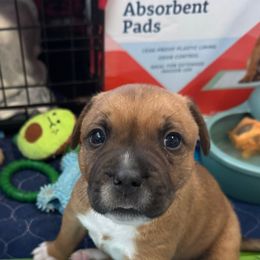 Atticus - Red male Staffordshire Bull Terrier puppy in Port Saint Lucie, Florida from Southern Staffies