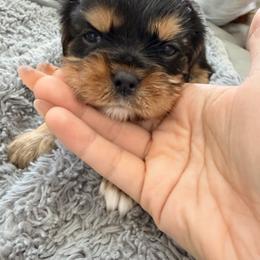 Cavalier King Charles Spaniel and Cavapoo Puppies from Unicorn Tears and Cavaliers