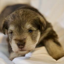 Ms. Coco - Liver female Miniature Schnauzer puppy in Pensacola, Florida from Reservoir Dogs