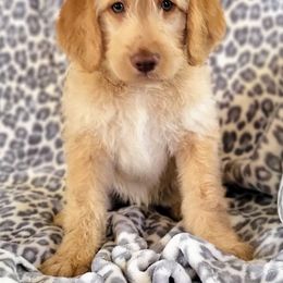 "F1B Labradoodle" Labradoodle Puppies from Caldron Falls Doodles and Poodles