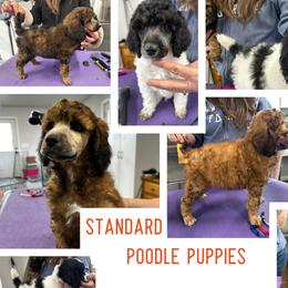 Poodles from Rocky Mountain Standards