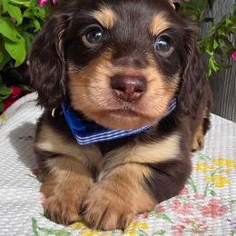 Blue chocolate ans cream 2400 - Chocolate and cream male Dachshund puppy in Lexington, Oklahoma from Long Doggy Acres Miniature Dachshunds