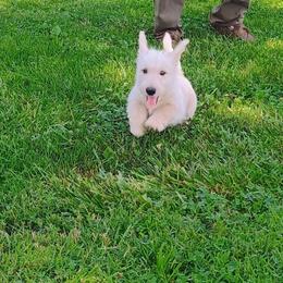Wheaten Boy - Wheaten male Scottish Terrier puppy in Smiths Grove, Kentucky from Moore's We Little Farm AKC Scotties