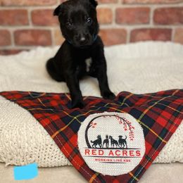 Belgian Malinois Puppies from Red Acres Working Line K9s