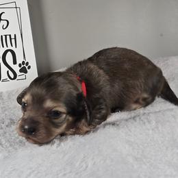 Nicholas - Cream male Dachshund puppy in Pryor, Oklahoma from Mighty Paws Manor