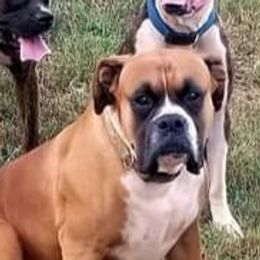 CLYDE - Boxer