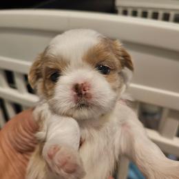 A4G3 - Cream and white female Shih Tzu puppy in Havelock, North Carolina from Sugar Paws Heavenly Shih Tzu’s
