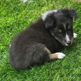 MOSES - Black white and tan male Shetland Sheepdog puppy in Caldwell, Texas from Candyce Witte