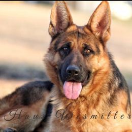 German Shepherd All Grown Up from Haus Wesmiller