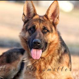 German Shepherd All Grown Up from Haus Wesmiller