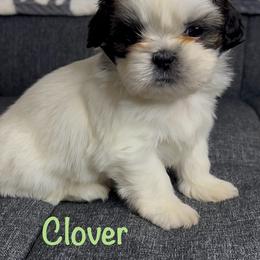 Clover - Black and white female Shih Tzu puppy in Vernon, New Jersey from Calta’s Cute Shih Tzu