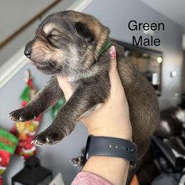 Green - Sable male German Shepherd puppy in Terra Alta, West Virginia from Shepherd Country Farm and Kennels
