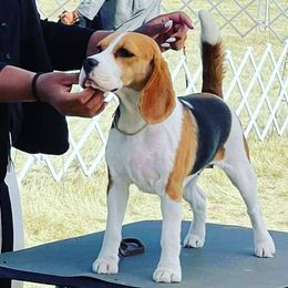 Roxanna - Beagle