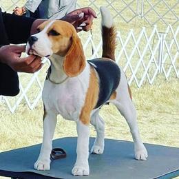 Roxanna - Beagle
