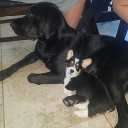 Pembroke Welsh Corgi Puppies from Rees Corgis