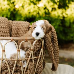 Bernedoodle and Cavapoo Puppies from Coffey House Doodles