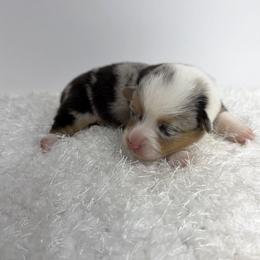 Girl 4 - female Pembroke Welsh Corgi puppy in Hillsville, Virginia from Bonderosa Kennels