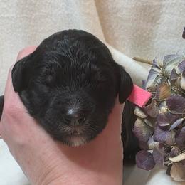 Holly - Black and white female Bernedoodle puppy in Eatonville, Washington from Mt. Rainier Doodle Dogs