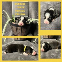 Australian Shepherd Puppies from Kayla's Aussies
