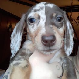 Dachshunds from Blue Bird Doxie's