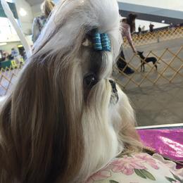 Shih Tzu Puppies from A Moment In Time Shih Tzu