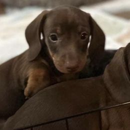 Dachshunds from Bowland Farms - Daphnes Doxies