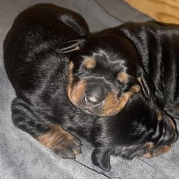 Doberman Pinschers from Hill Country Family Dobermans
