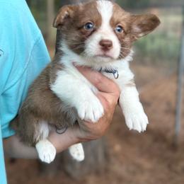 Blue collar - Liver and white male American Corgi puppy in Nashville, Arkansas from Whisenhunt Farms