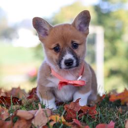 Pembroke Welsh Corgi Puppies from Admar Canines