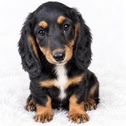 Benson - Black and tan male Dachshund puppy in Farmington, Missouri from Eva Leas Pups