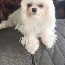 Maltese puppies from My Precious Pups