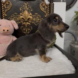 Ariel - Dapple female Dachshund puppy in Collins, Georgia from Liberty Longhair Dachshunds