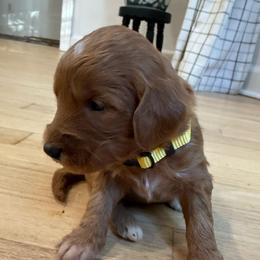 Yellow collar - Apricot female Goldendoodle puppy in Ridgewood, New Jersey from Jessie’s Doodles