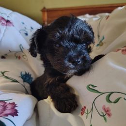 Star - Tri-color female Yorkipoo puppy in Woodruff, Arizona from Desert Flower Breeders