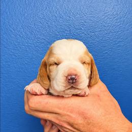 Lucy - Lemon and white female Basset Hound puppy in Bellaire, Ohio from Blessed Bassets