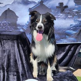 Gambit - Australian Shepherd