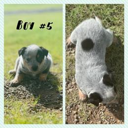 Boy 5 - Blue speckled male Australian Cattle Dog puppy in Prague, Oklahoma from S&B Cattle Co.