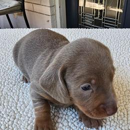 Larry - Fawn (Isabella) male Dachshund puppy in Sarasota County, Florida from Donna's Mini Joys