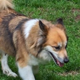 Icelandic Sheepdogs from Eg er Icelandics