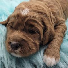 Australian Labradoodles and Labradoodles from Hot Diggity Doodles