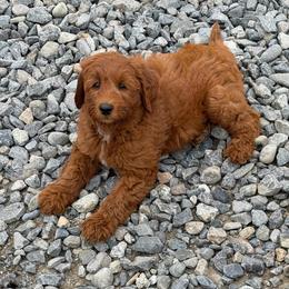 Girl 1 - Gold female Australian Cobberdog puppy in Dover Foxcroft, Maine from Faberge Australian Cobberdog