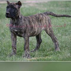 Evelyn Dutton - Tiger female Perro de Presa Canario puppy in Las Cruces, New Mexico from Mesquite Creek Kennels